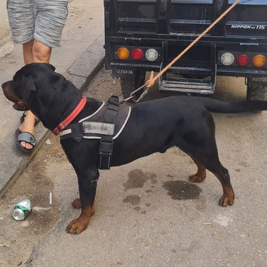 ROTTWEILER,hembras,en 400 USD o equivalente en moneda nacional,TENGO MENSAJERÍA tienen 65 días y están desparacitadas - 5/6