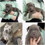 ((( AMERICAN PITBULL TERRIER  AMBOS SEXOS BETTY MASCOTAS WHATSAPP 52506841 ))) - Img 52989456