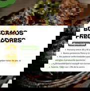 BUSCAMOS FREGADORES - Img 49503904