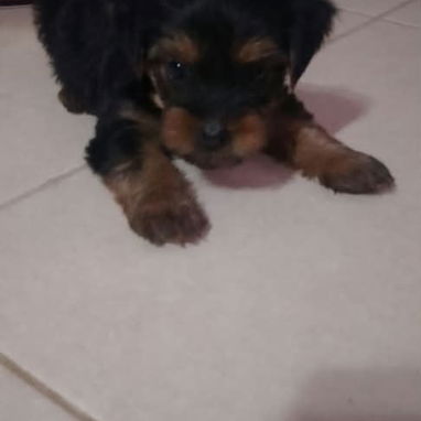 🐾 CACHORROS YORKSHIRE TERRIER  AMBOS SEXOS WHATSAPP 58746643 🐾 - 6/7