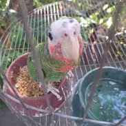 🦜 COTORRAS DE 4 MESES EN VENTA 💚 ✅ 5 cotorras disponibles 🐦 1 perdió un ojo 💵 Precio por cotorra: 200 USD - Img 58374853
