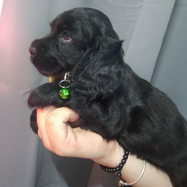 Cocker spaniel - Img 122665981