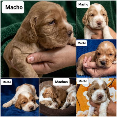 ((( COCKER SPANIEL AMBOS SEXOS PRÓXIMA VENTA BETTY MASCOTAS WHATSAPP 52506841 ))) - Img 123000374