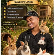Veterinario especializado en Conejos 🐇 A Domicilio ‼️ - Img 55305147