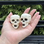 Set de cráneos de calavera pequeños 💀trae 8 cabezas Rebajado Hallowen Decoración - Img 58199452