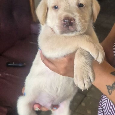 Ultimos 2 cachorros de labrador - 2/2
