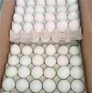 Vendo cartón de huevos 1500 por cantidad y 2000 por unidad - Img 45777747