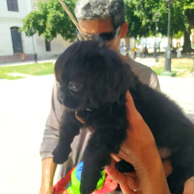 Hermosos cachorros.pastor aleman pastor belga malinoe.pastor suizo.husky.chihuahua.pitbull.pequine.labrador golpes retri - Img 124947287