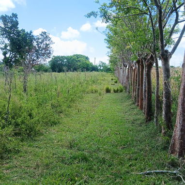 Se vende finca en matanzas ,limonar - 7/8
