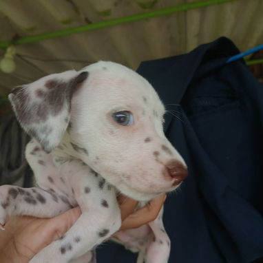 En venta perritos Dálmatas de raza 😍🐶🥰 - Img 123783600