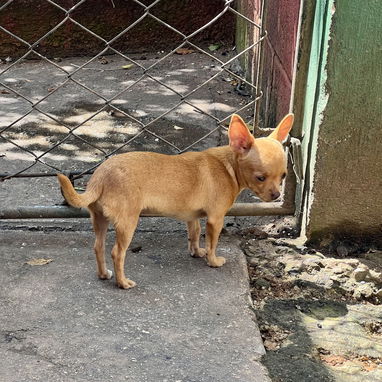 Chihuahua hembra cabeza de manzana de 5 meses - 4/9