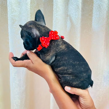 bulldog francés macho - 3/3
