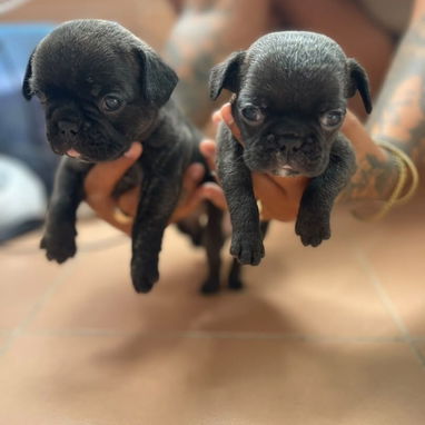 Perros - Img 123452995