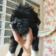 cachorros shih tzu en venta - Img 58272165