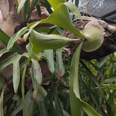 🌸 Siembra tu Pedacito 🌸   Naturaleza, color y armonía para tu hogar.  - 🌿 Venta de plantas ornamentales: frescas, sal - Img 121672600