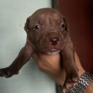 Pitbull - Img 124152711