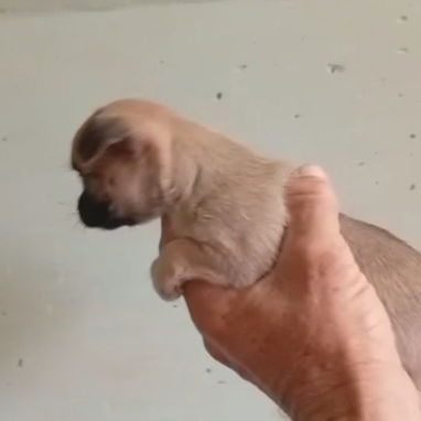 Si buscas una Exelente compañía, Chihuahua, shitzu,labrados ,Husky y mucho más llame al 53818081 - Img 123172270