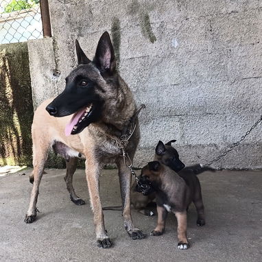 Pastor Belga malinois - Img 124036021