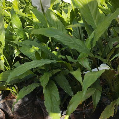 Venta plantas ornamentales - Img 119199645