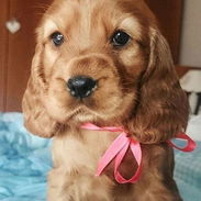 Cocker spaniel - Img 56122152