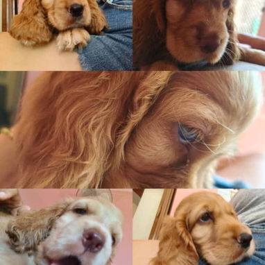 Vendo cachorros de Cocker Spaniel - Img 124896968