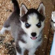 Cachorros de husky siberiano en adopción - Img 55891719