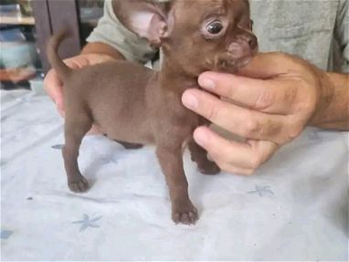 Chihuahua cabeza manzana toy chocolate ya vacunado - Img main-image
