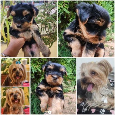 ((( EJEMPLARES DE YORKSHIRE TERRIER MACHOS ORIGEN GARANTIZADO ))) - Img 120748285