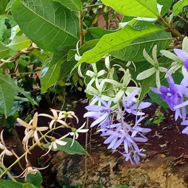 Servicio de jardinería 👩🏼‍🌾 - Img 122604946