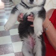 Huskies siberianos cachorros para adoptar - Img 45333159