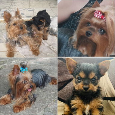 ((( YORKSHIRE TERRIER MACHOS EN VENTA BETTY MASCOTAS WHATSAPP 52506841 )))) - Img 123500894