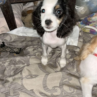 Venta de coker spaniel contactar con 55000733 - 4/4