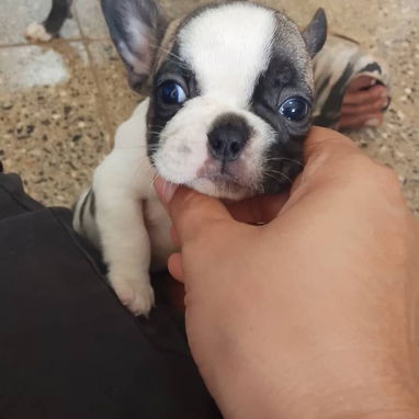 BULLDOG FRANCES,hembras,en 750 USD o equivalente,TENGO MENSAJERÍA,tienen 43 días y están desparacitadas - 6/10