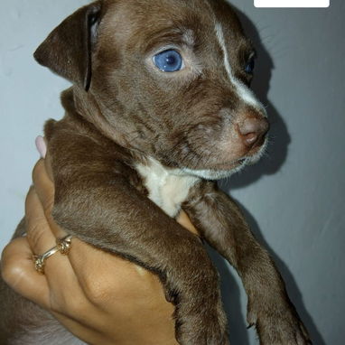 Pitbull en venta - 2/5