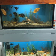 2 peceras de 130cmx68cmx44cm cristal de guagua y mueble con tapas y luces...120 USD..52433043 - Img 57891093