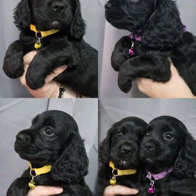 Cocker spaniel - Img 122450026