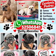 🐶💕 HERMOSA CAMADA DE BULLDOG FRANCÉS AMBOS SEXOS WHATSAPP 52506841 💕 - Img 58033020