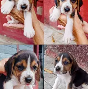 💜 HERMOSAS CACHORRAS BEAGLES 💜 - Img 50716563