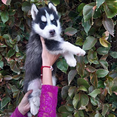 Cachorras Husky siberiano - Img 122341396