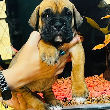 BOXER 😍😍 - Img 122061469