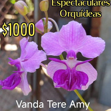 Las más exóticas orquídeas todo x $1000 - Img 124365437