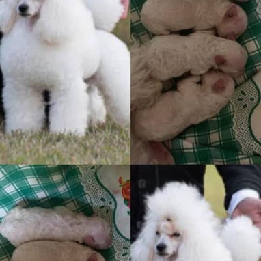 Bellos Caniche Toy - Img 123180047