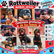 🐾❤️🐾 ROTTWEILER AMBOS SEXOS — CENTINELA Y PROTECTOR 🖤🤎 BETTY MASCOTAS WHAT'SAPP 52506841 ❤️🐾 - Img 57513422