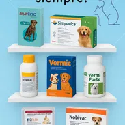 Simpáricas, Bravecto y mucho más. Medicina veterinaria - Img 51622389