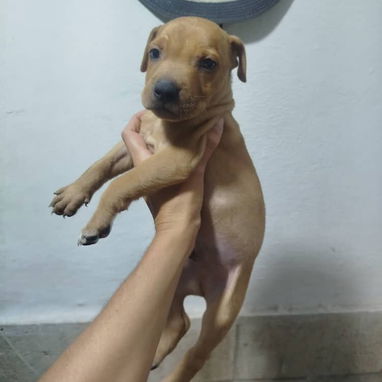 PITBULL,de ambos sexos,en 120 USD o equivalente en moneda nacional,TENGO MENSAJERÍA,tienen 48 días y están desparacitado - 3/10