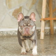 Disponible para monta, bulldog francés. - Img 53960213
