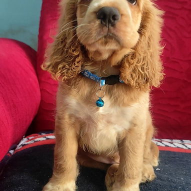 💢COCKER SPANIEL💢 - Img 125787752
