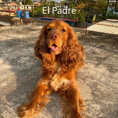 Vendo cachorros de Cocker Spaniel - Img 124896971