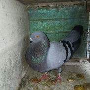 Hembra balear adulta, perra abierta, se cogió perdida a media ala. $ 3000. Lawton. Pegado a Czda 10 Octubre 51098537 - Img 58254656