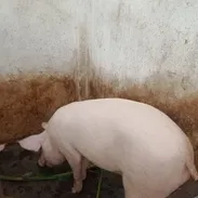 Se vende puerco macho 1200 la lbs - Img 58187807